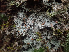 Brigantiaea phaeomma