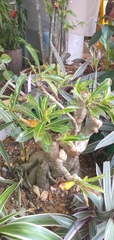 Apocynoideae