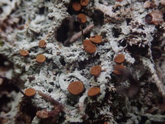 Brigantiaea phaeomma