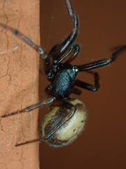 Steatoda bipunctata