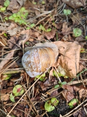 Helix pomatia
