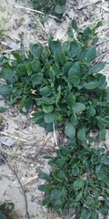 Rumex acetosella
