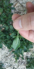 Rumex acetosella