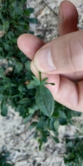 Rumex acetosella