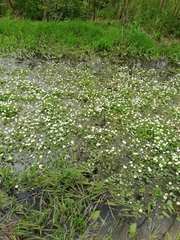 Ranunculus penicillatus