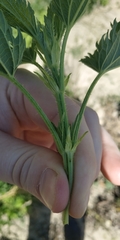 Urtica dioica