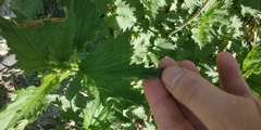 Urtica dioica