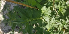 Urtica dioica