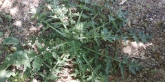 Carduus crispus