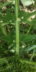 Carduus crispus