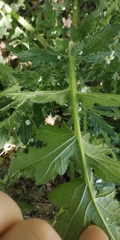 Carduus crispus