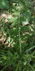 Carduus crispus