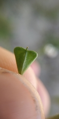 Capsella bursa-pastoris