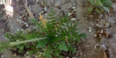 Capsella bursa-pastoris