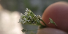 Capsella bursa-pastoris