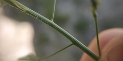 Capsella bursa-pastoris