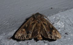 Ichneutica skelloni