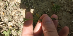 Capsella bursa-pastoris