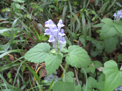 Scutellaria brachyspica