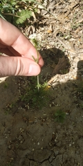 Capsella bursa-pastoris