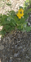 Chelidonium majus