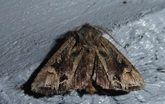 Ichneutica skelloni