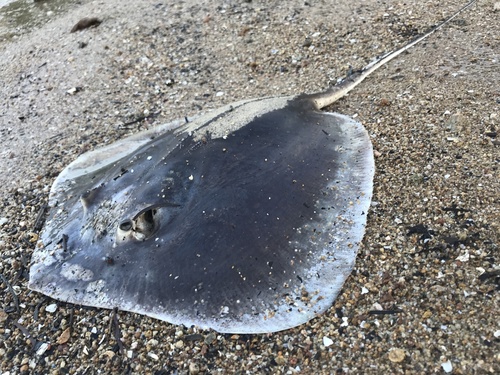 Bennett's stingray (Hemitrygon bennettii) — Dasyatidae