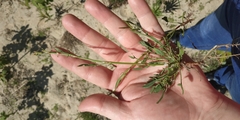 Rumex acetosella