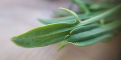 Rumex acetosella