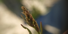 Rumex acetosella