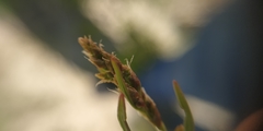 Rumex acetosella