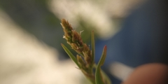 Rumex acetosella