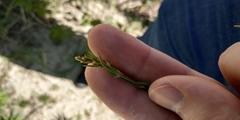Rumex acetosella
