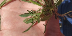 Rumex acetosella