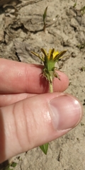 Taraxacum