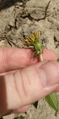 Taraxacum