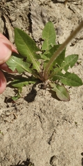 Taraxacum
