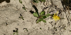 Taraxacum