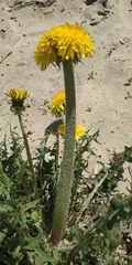 Taraxacum