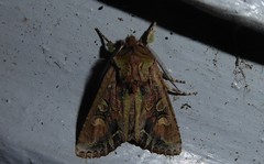 Ichneutica skelloni