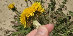 Taraxacum