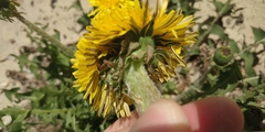 Taraxacum