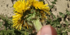 Taraxacum
