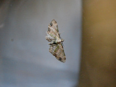 Chloroclystis sphragitis