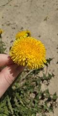 Taraxacum
