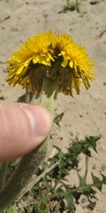 Taraxacum
