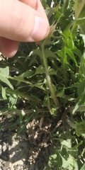 Taraxacum