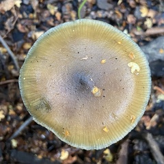Psilocybe angulospora