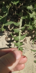Taraxacum