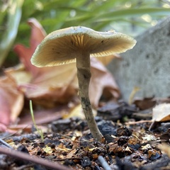 Psilocybe angulospora